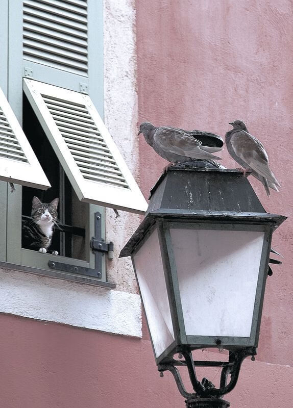 生死19分！范弗利特奥运前夜导演惊天逆转，爵士绝境翻盘揭示冠军基因