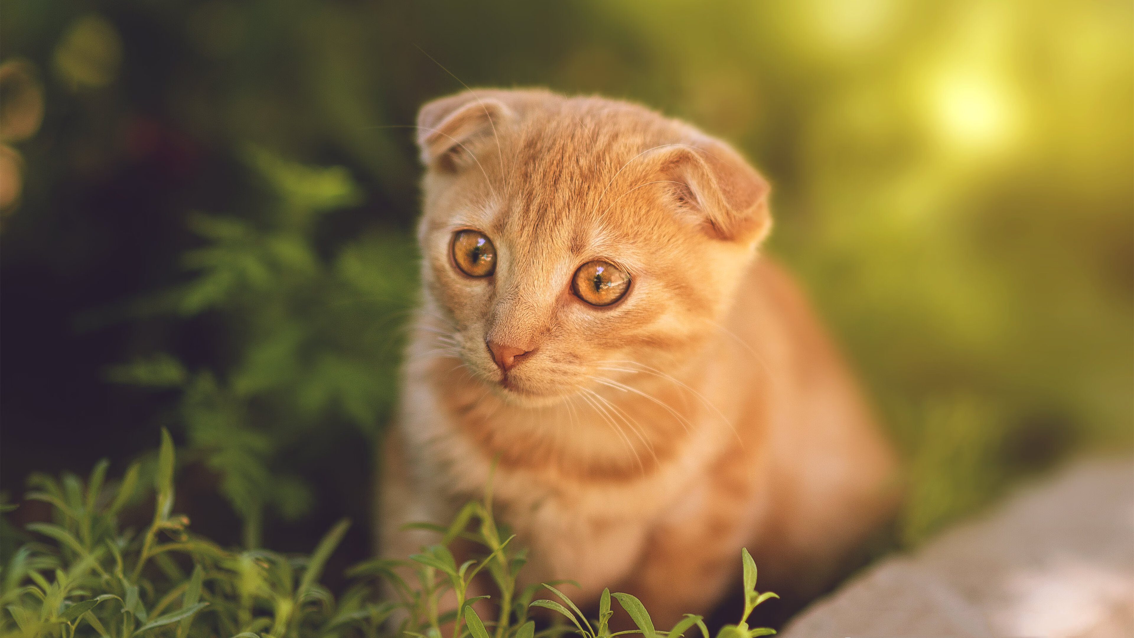 钢铁中场，北欧破晓之战，罗德里与一场跨越历史的北欧足球变局